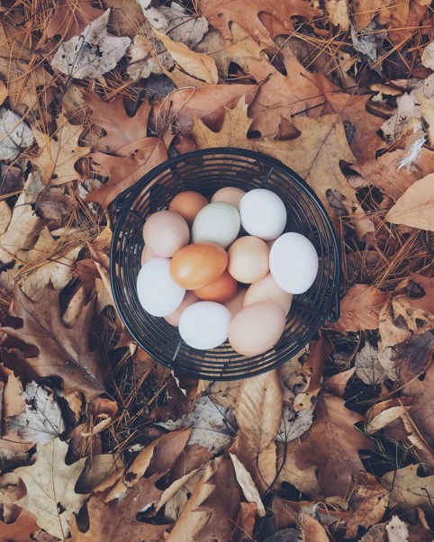 Fresh eggs in an autumn basket of leaves. Photo by Rodeheaver on Unsplash
