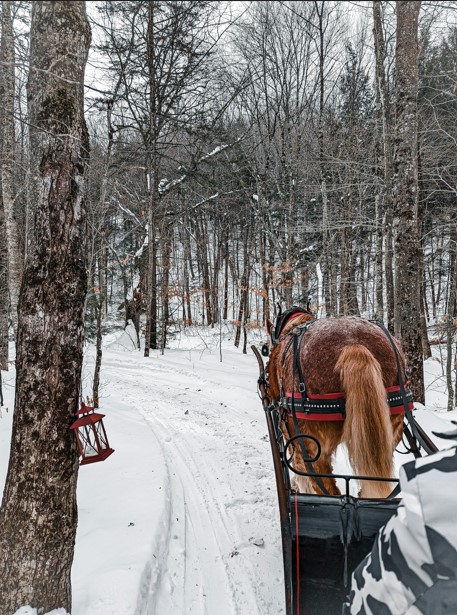 Winter Sleigh Ride - Photo by Triyansh Gill on Unsplash