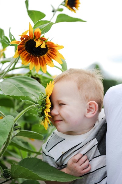Smiling baby enjoying a sunflower on a farms in southern nh