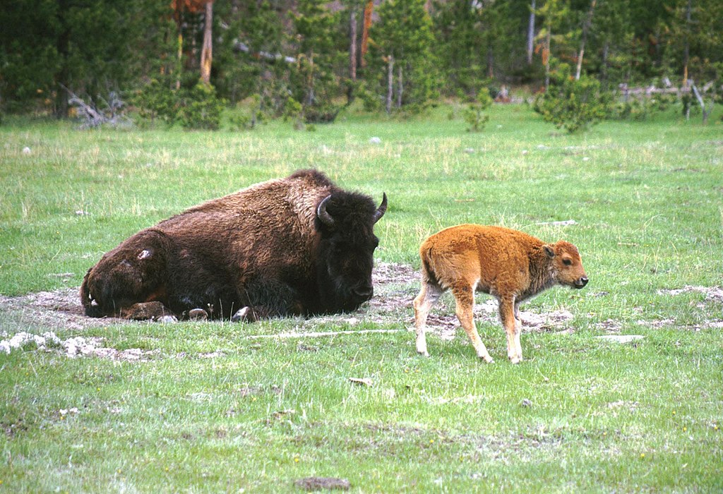Bison cow with her newborn calf. The calf is just learning to walk.