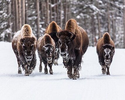 Bison walk through snow in Yellowstone National Park