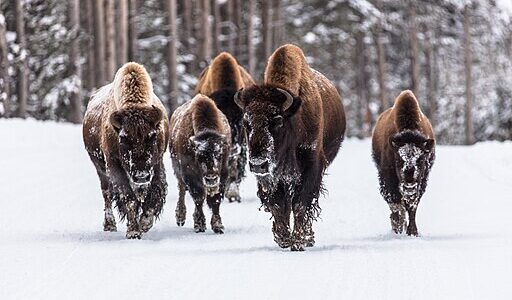 Bison walk through snow in Yellowstone National Park