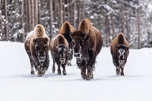 Bison walk through snow in Yellowstone National Park