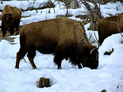 Bison walking in snow 