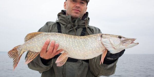 Man holds large perch.