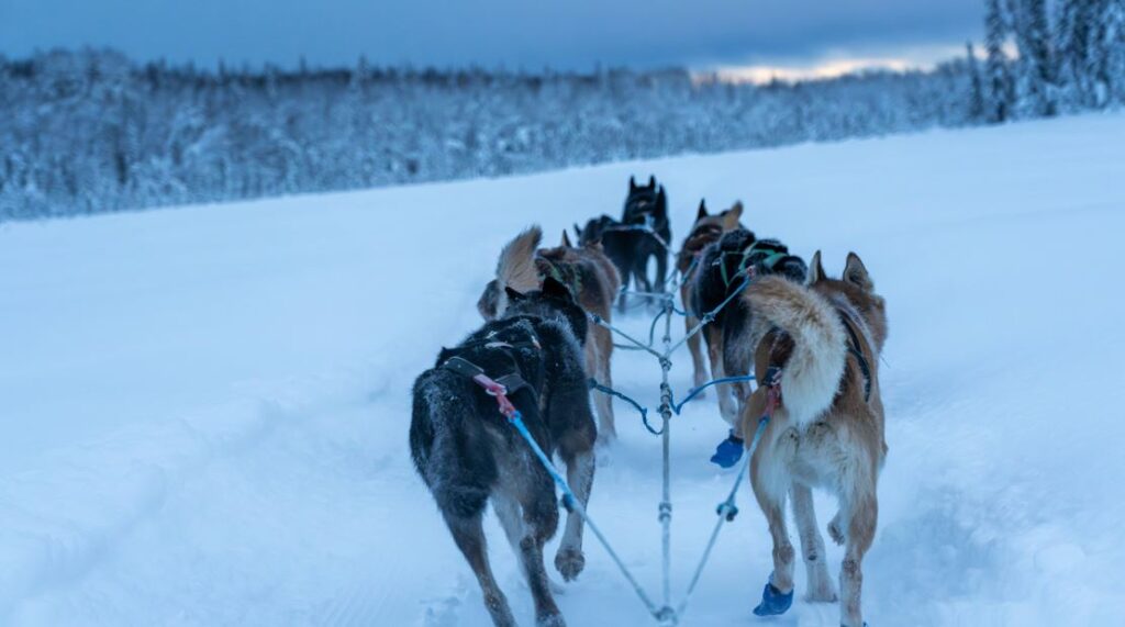 A dog sled team pulls their sled through the snow in Alaska.