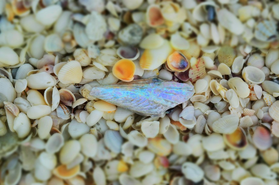 A beautiful metallic shell sits on a pile of smaller shells. 