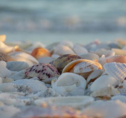 Shells on the beach in Sanibel Island