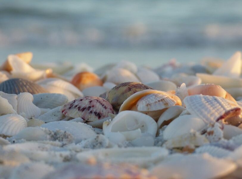 Shells on the beach in Sanibel Island
