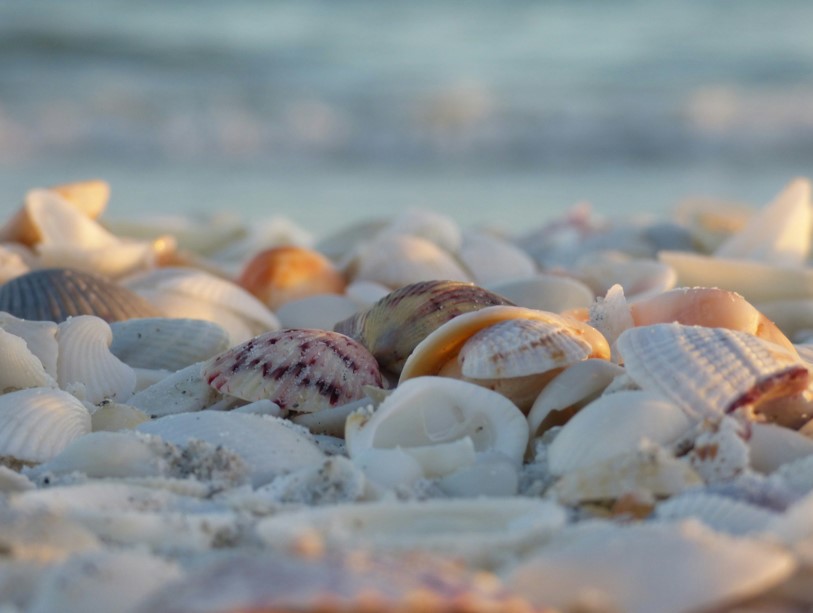 A close up of several medium sized shells in the sand. 