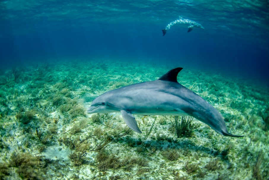 Dolphins looking for food during low tide.