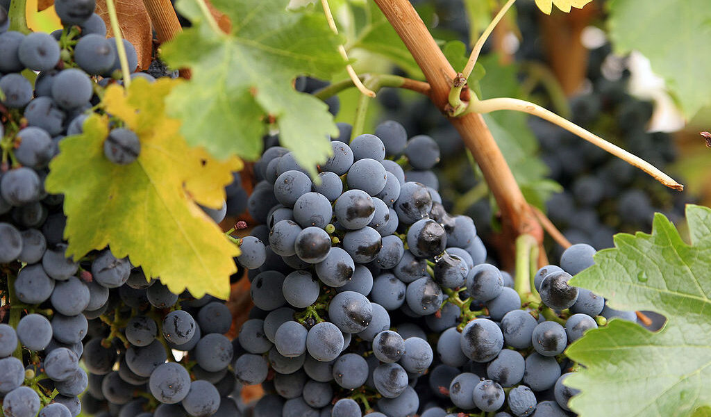 A large cluster of dark blue grapes hangs from a vine