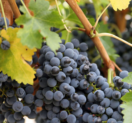 A large cluster of dark blue grapes hangs from a vine