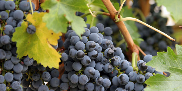 A large cluster of dark blue grapes hangs from a vine