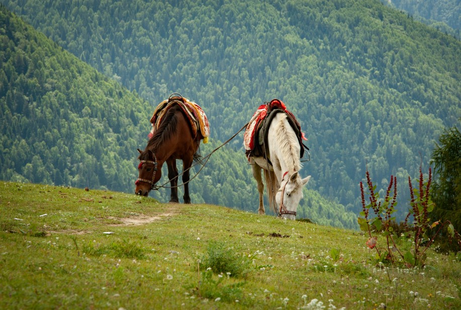 Two horses graze on the rolling hills waiting for their riders to get back in the saddle.