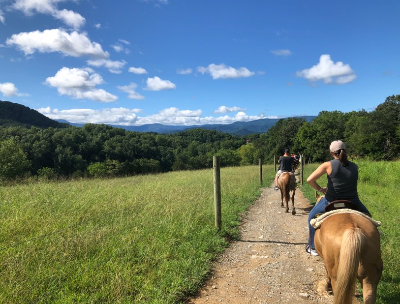 Horses walk along a path with rolling green forested mountains in the background