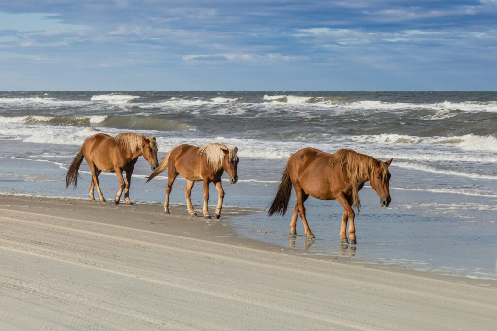 Three horses walk along the shores of the beaches in North Carolina near Virginia