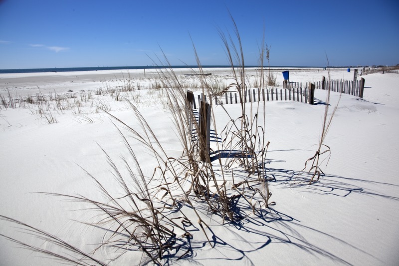 Long dried brown strands of grass poke through the white sand beach on Dauphin Island. 