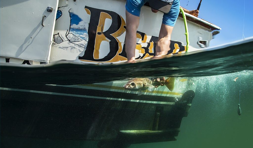 Underwater picture of a fish being caught by a passenger on a chartering trip