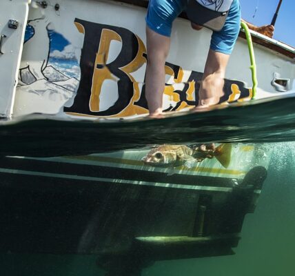 Underwater picture of a fish being caught by a passenger on a chartering trip