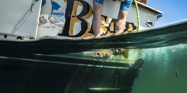 Underwater picture of a fish being caught by a passenger on a chartering trip