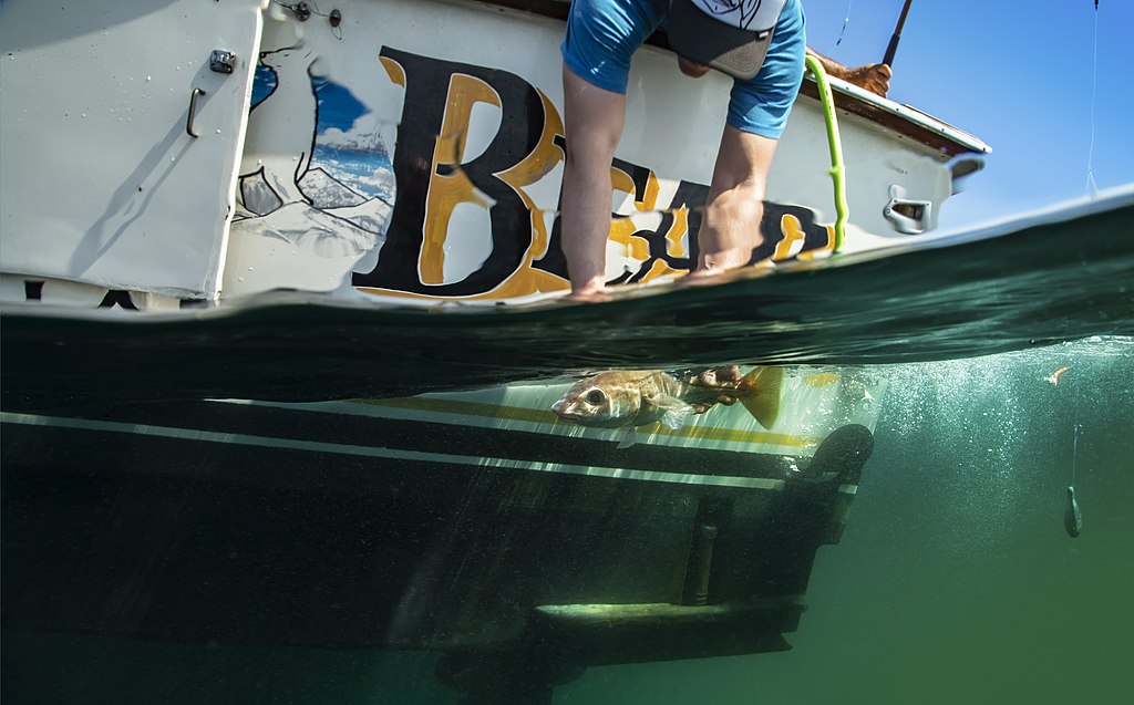 Underwater picture of a fish being caught by a passenger on a chartering trip