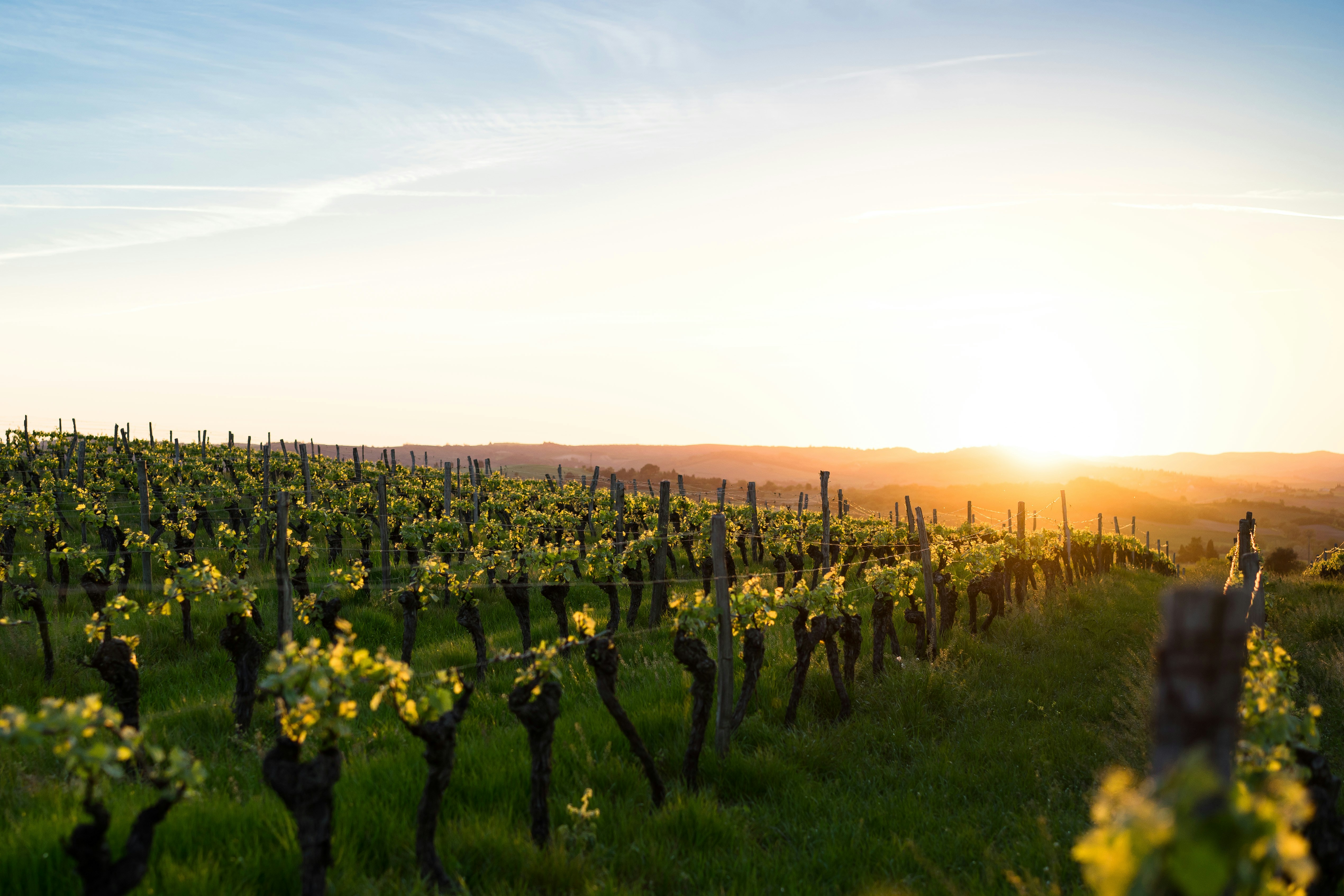 The sun sets yellow and gold behind a vineyard.