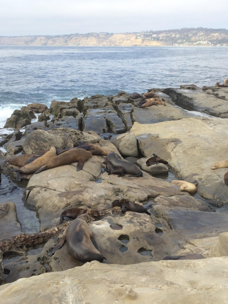 Three pictures taken by the authors showing the entrance to Sunny Jim cave, and Sunny Jim himself looking at the sea lions.