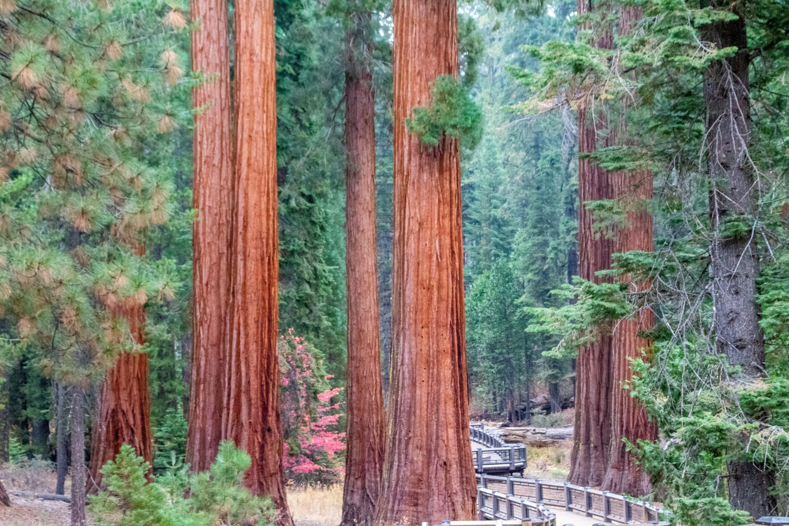 Ziplining Sequoia National Park - tall trees with a foot path are visible, but zipline adventures are not permitted within the park.